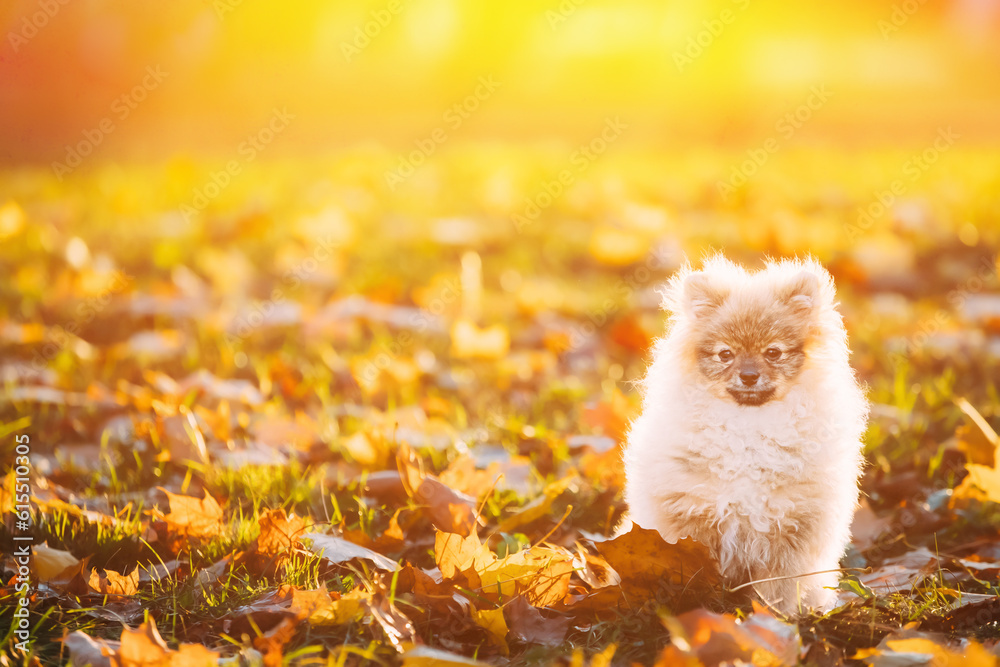 Young Red Puppy Pomeranian Spitz Puppy Dog Sitting Outdoor In Autumn Grass. Sunlit Pet. Sun-drenched