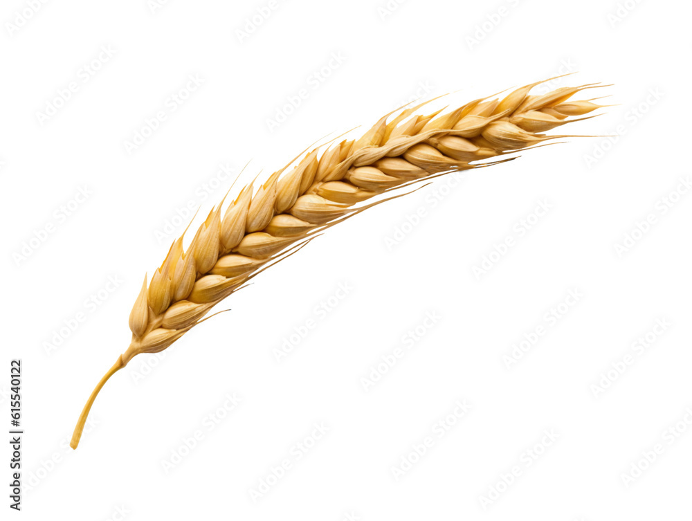 Ear of wheat spikelet isolated on transparent or white background, png