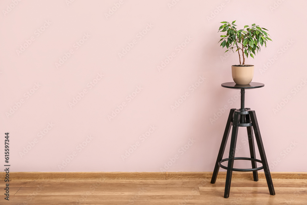 Green houseplant on table near pink wall in room