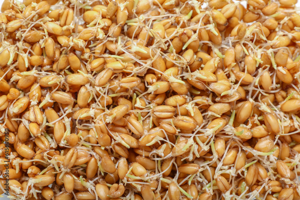 Pile of scattered sprouted wheat as background