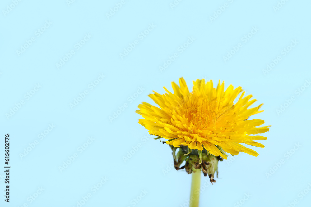 Dandelion flower on blue background