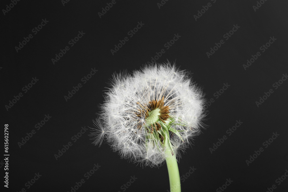 Dandelion flower on black background