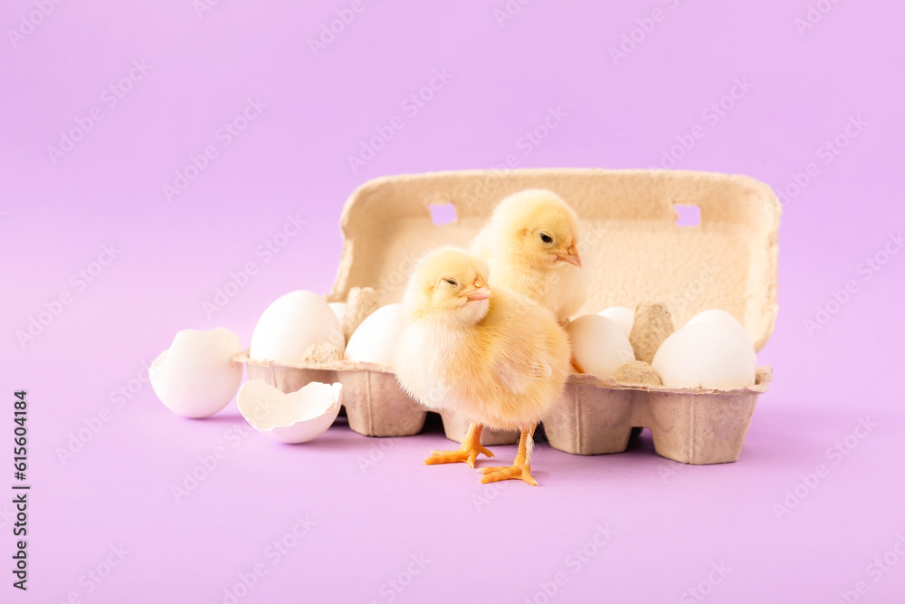 Cute little chicks with eggs on lilac background