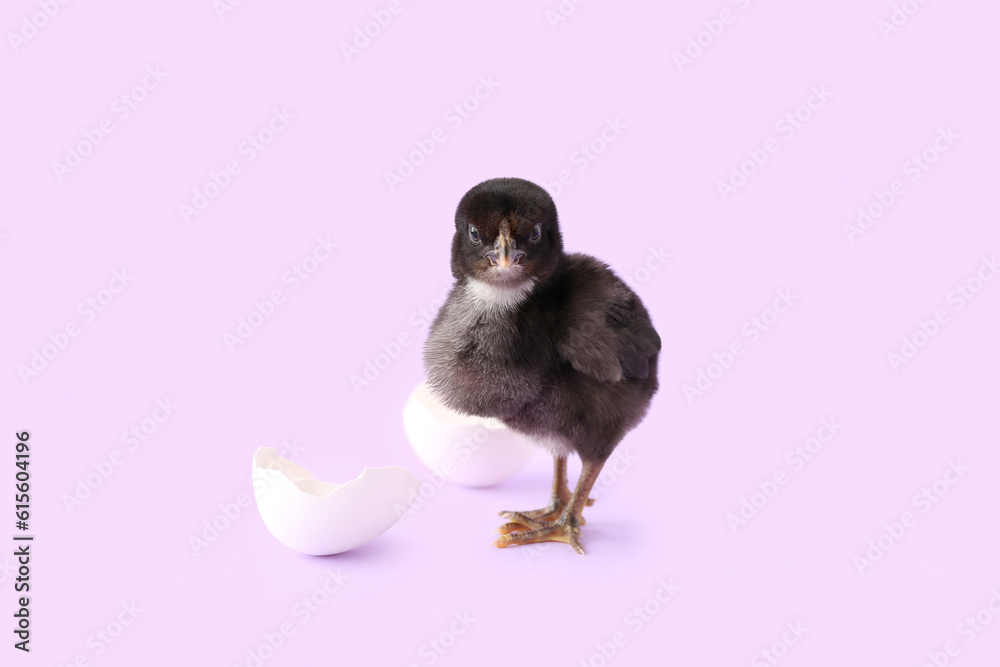 Cute little chick with egg shell on lilac background