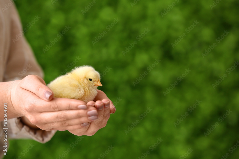 Female hands holding cute yellow chick outdoors