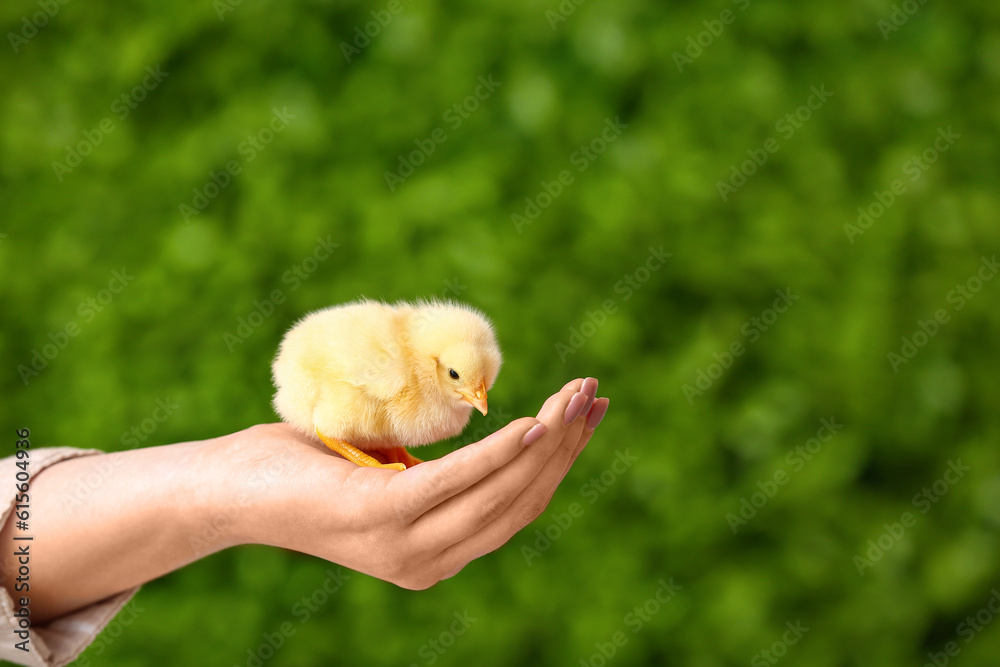 Female hand holding cute yellow chick outdoors