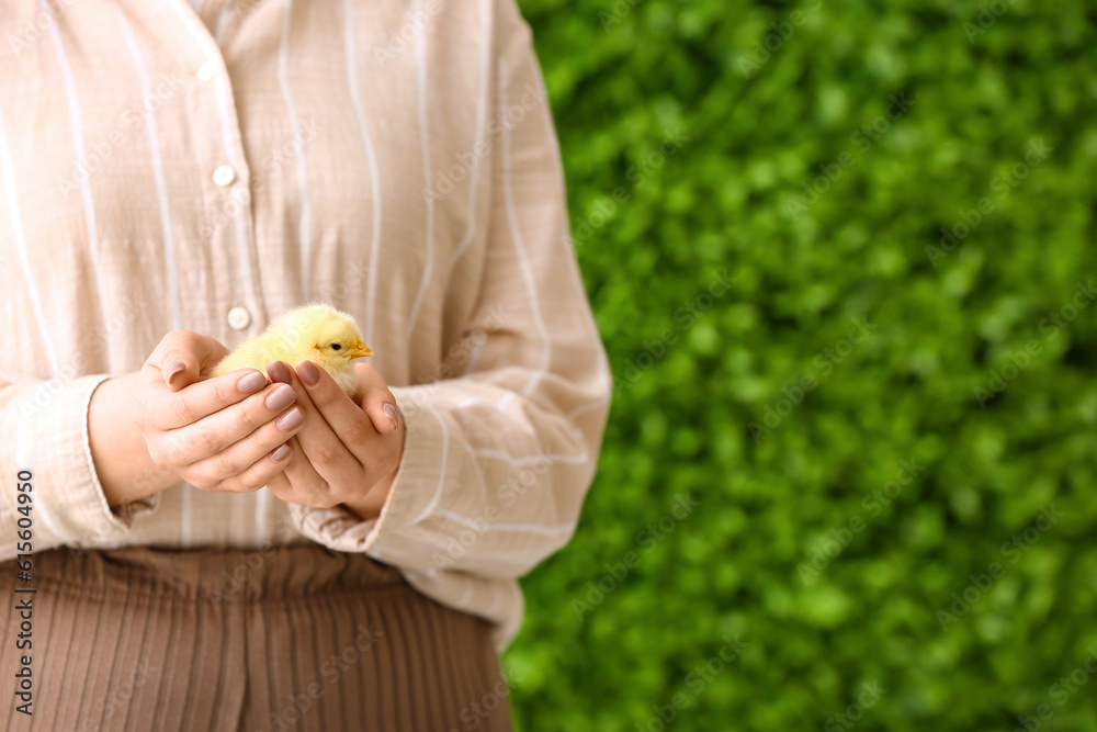 Beautiful young woman holding cute yellow chick outdoors