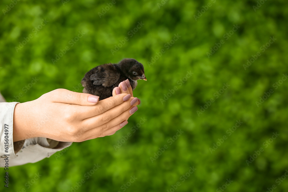 Female hands holding cute black chick outdoors