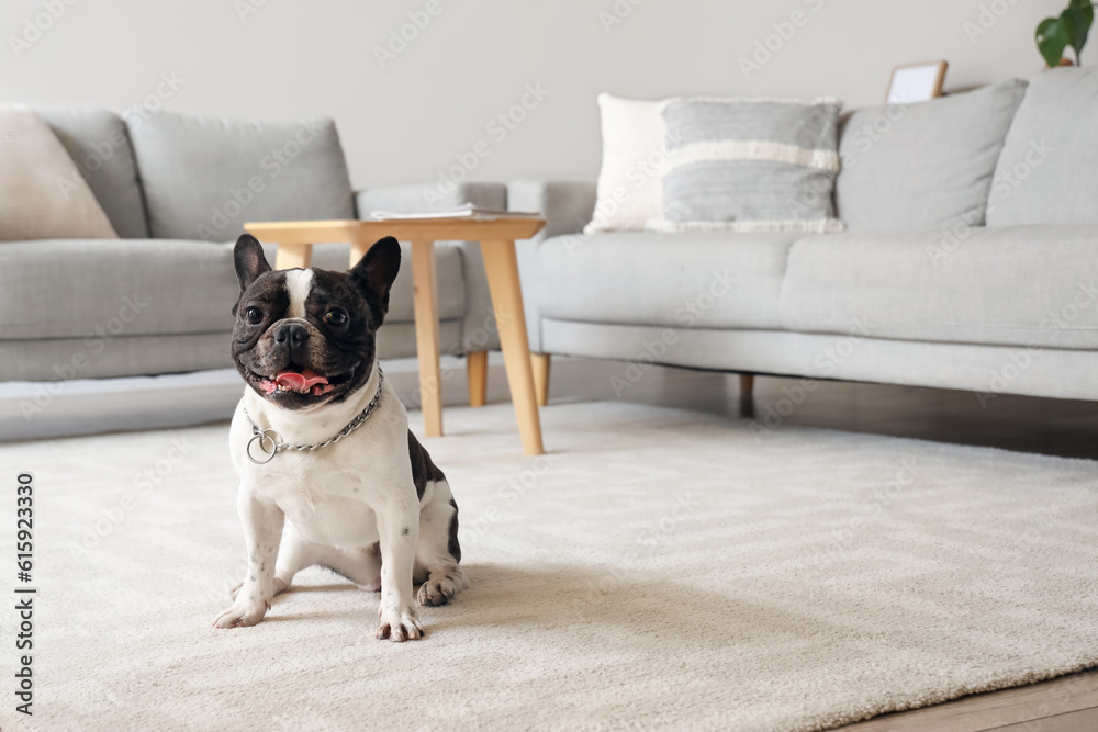 Cute French bulldog at home