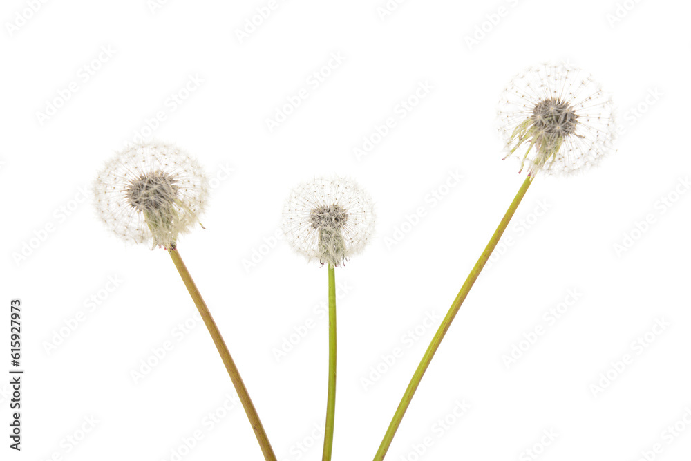 Dandelion flowers isolated on white background, closeup