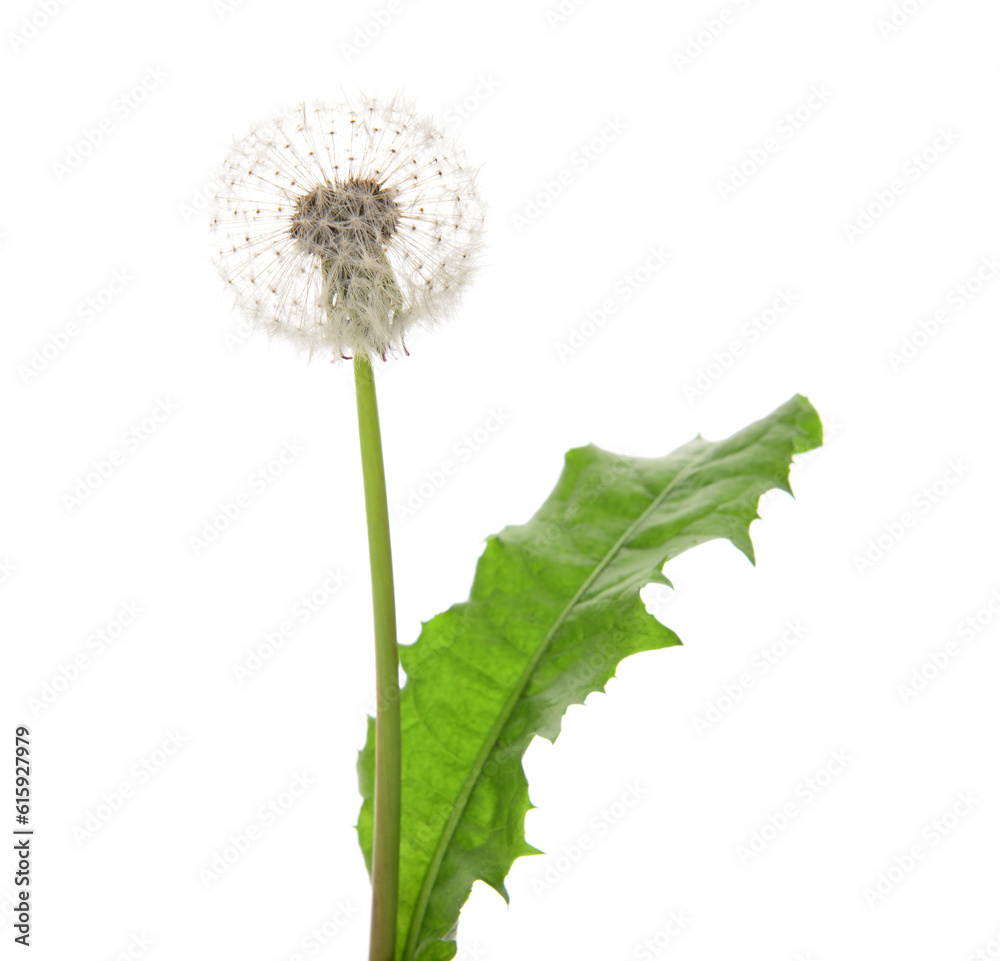 Dandelion flower with leaf on white background, closeup