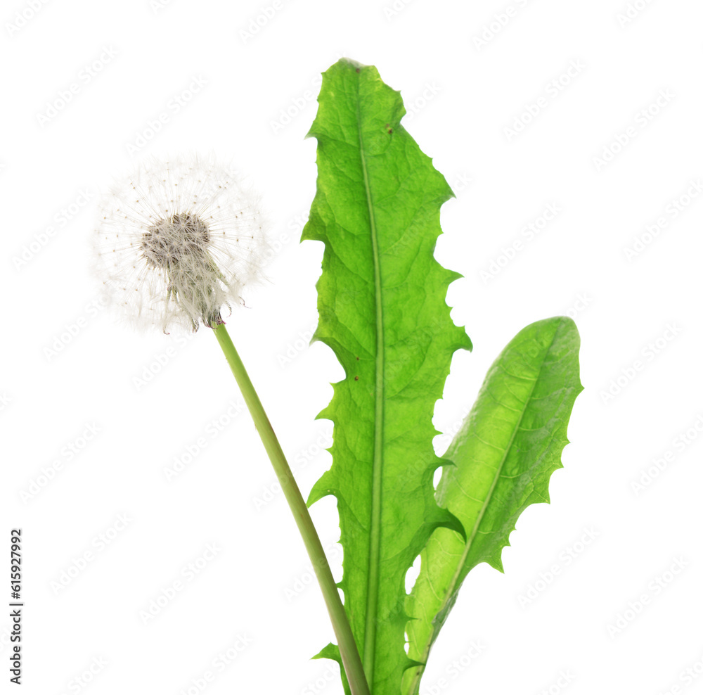 Dandelion flower with leaves on white background, closeup