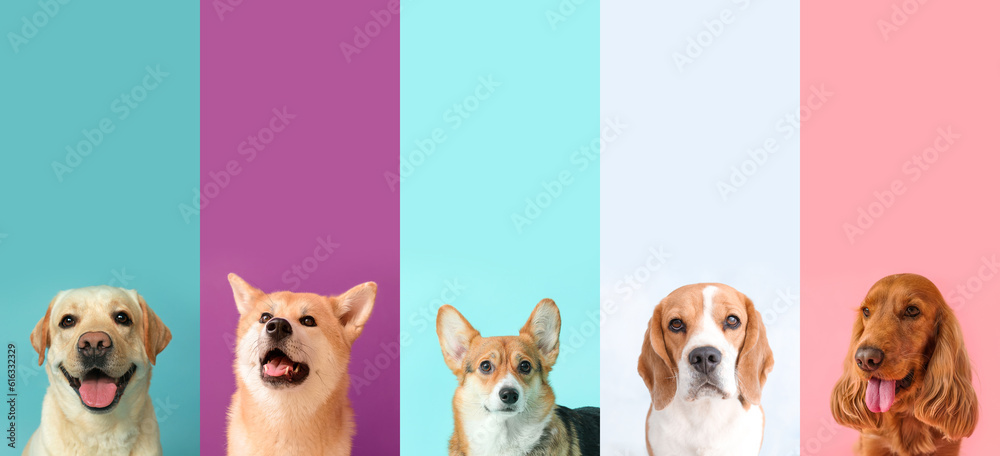 Set of different dogs on colorful background