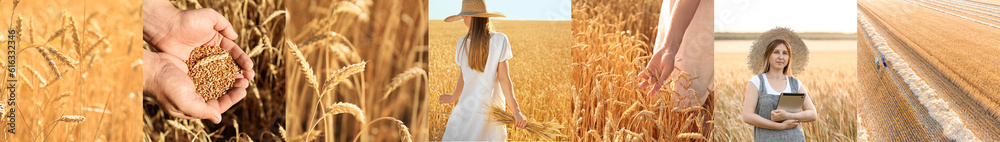 Collage of farmers and wheat field