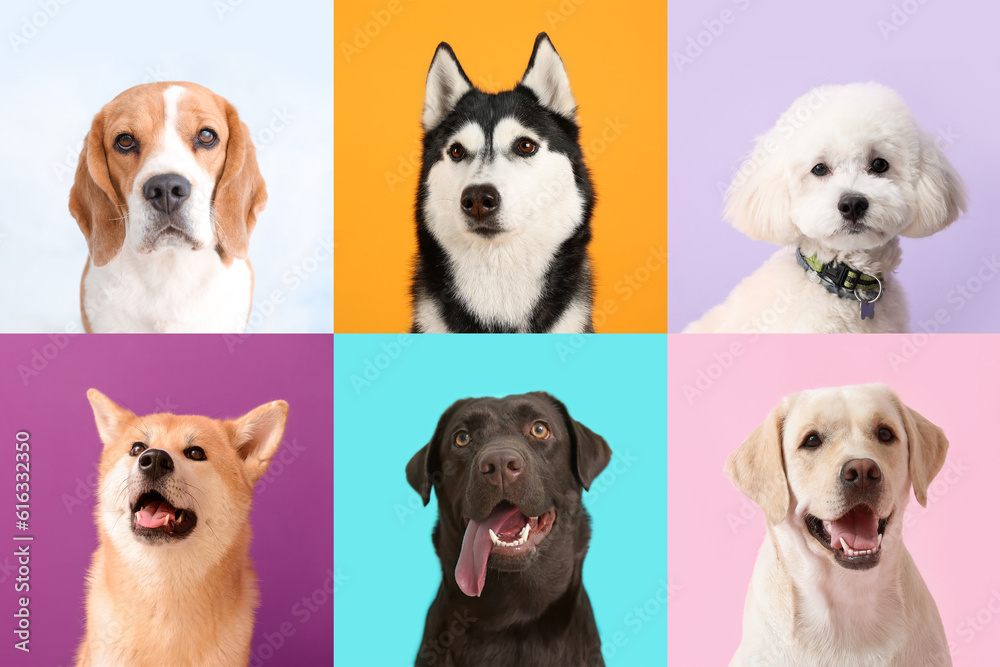 Collage with different dogs on color background