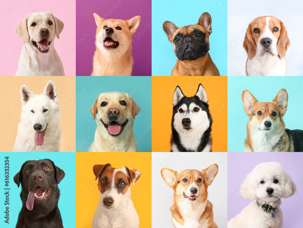 Collage with different dogs on color background