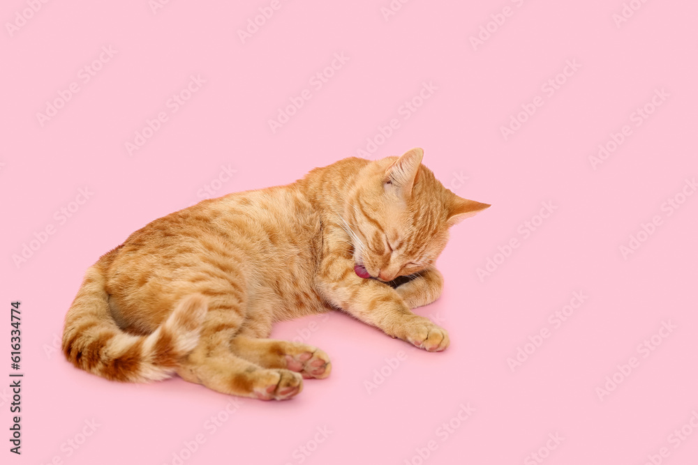 Cute ginger cat lying on pink background