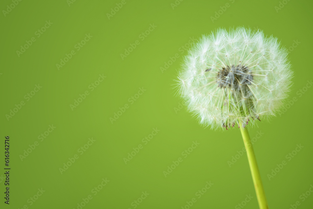 White dandelion flower on green background, closeup