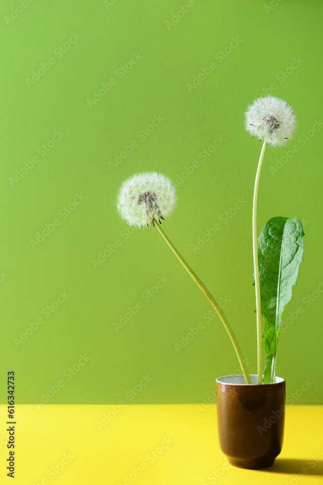 Glass with white dandelion flowers on green background