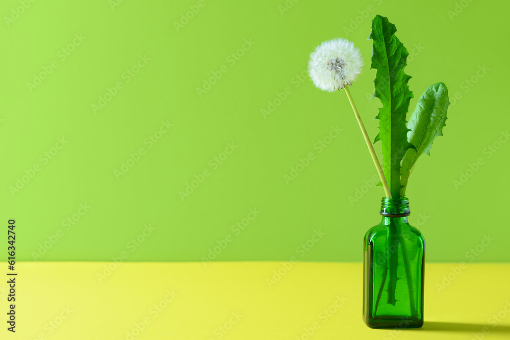 Bottle with white dandelion flower and leaves on green background