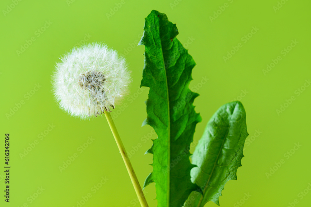 White dandelion flower and leaves on green background, closeup