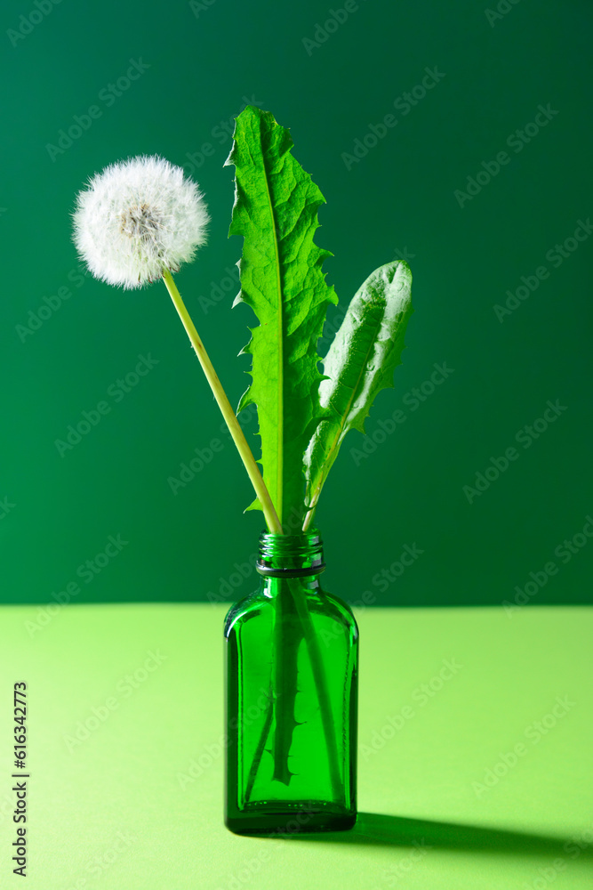 Bottle with white dandelion flower and leaves on green background