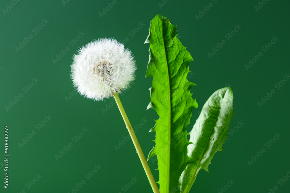 White dandelion flower and leaves on green background, closeup