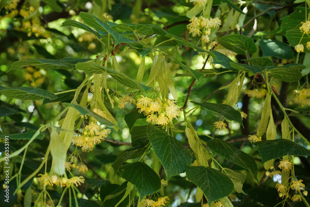 Blossoming linden branches outdoors, closeup