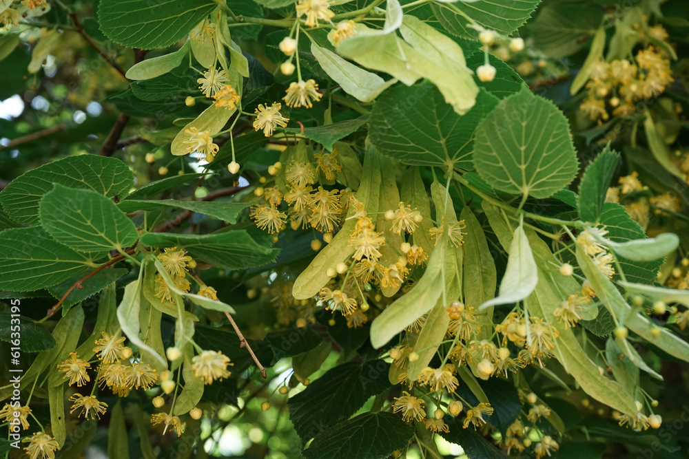 Blossoming linden branches outdoors, closeup