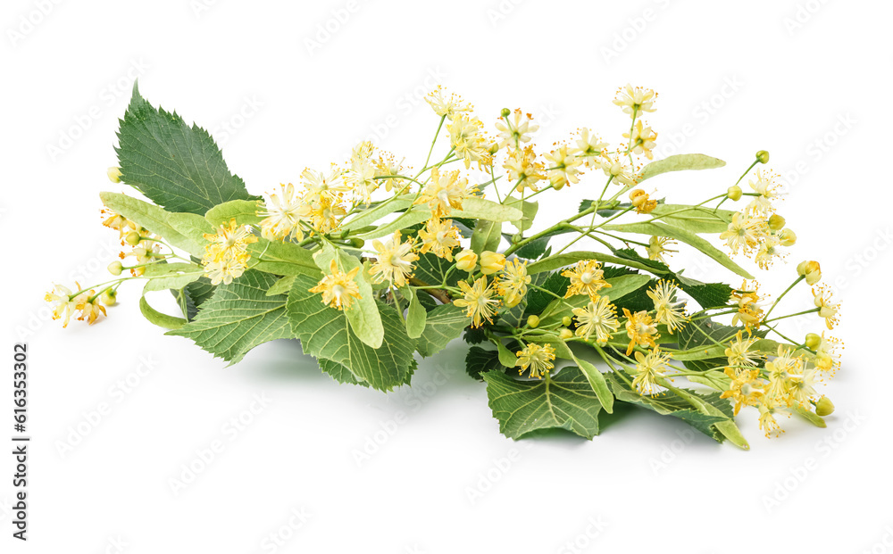 Blooming linden branch with green leaves isolated on white background