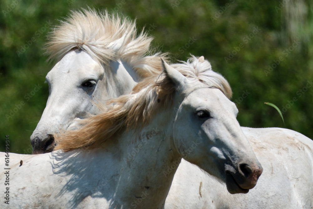 white horse portrait