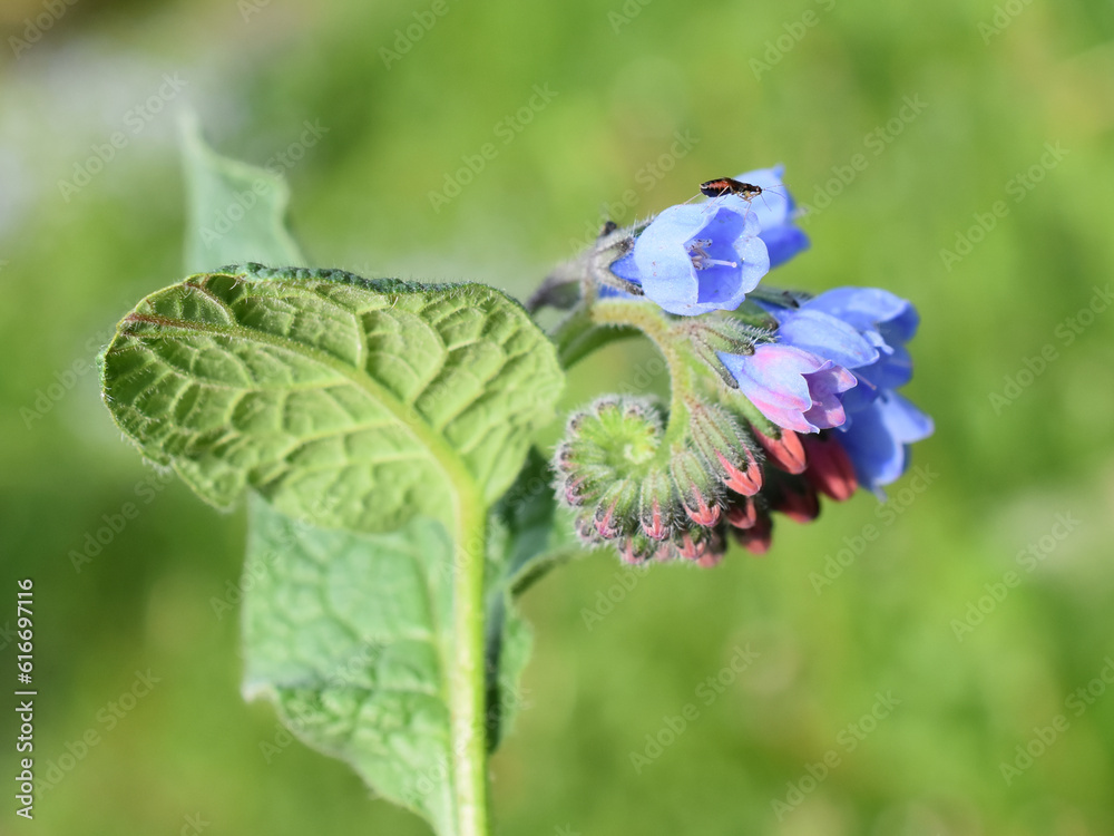 Common comfrey blue flowers closeup outdoor