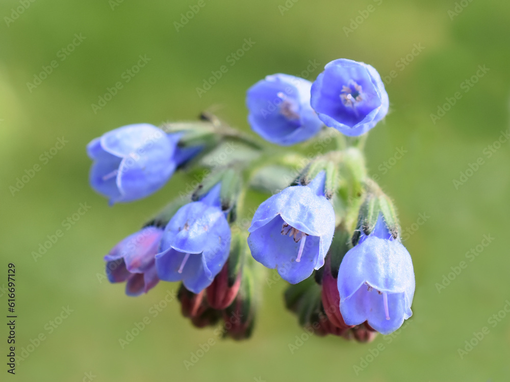 Common comfrey blue flowers closeup outdoor