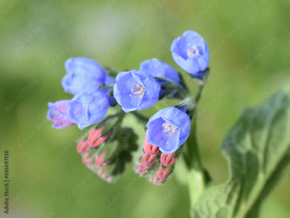 Common comfrey blue flowers closeup outdoor