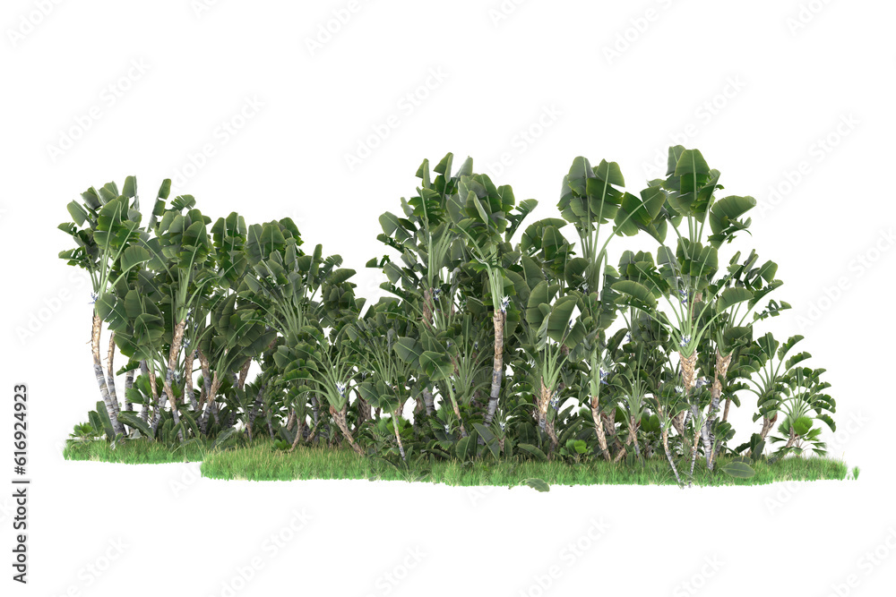 Tropical forest isolated on transparent background. 3d rendering - illustration