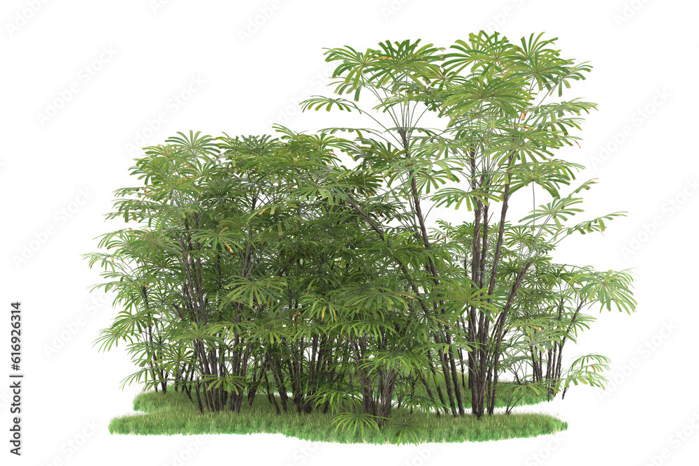 Tropical forest isolated on transparent background. 3d rendering - illustration