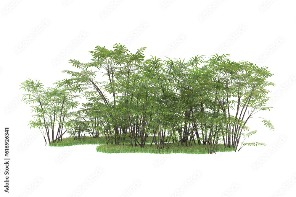 Tropical forest isolated on transparent background. 3d rendering - illustration