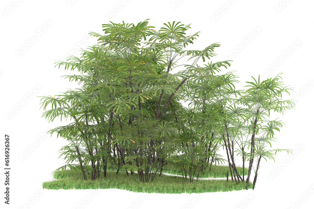 Tropical forest isolated on transparent background. 3d rendering - illustration