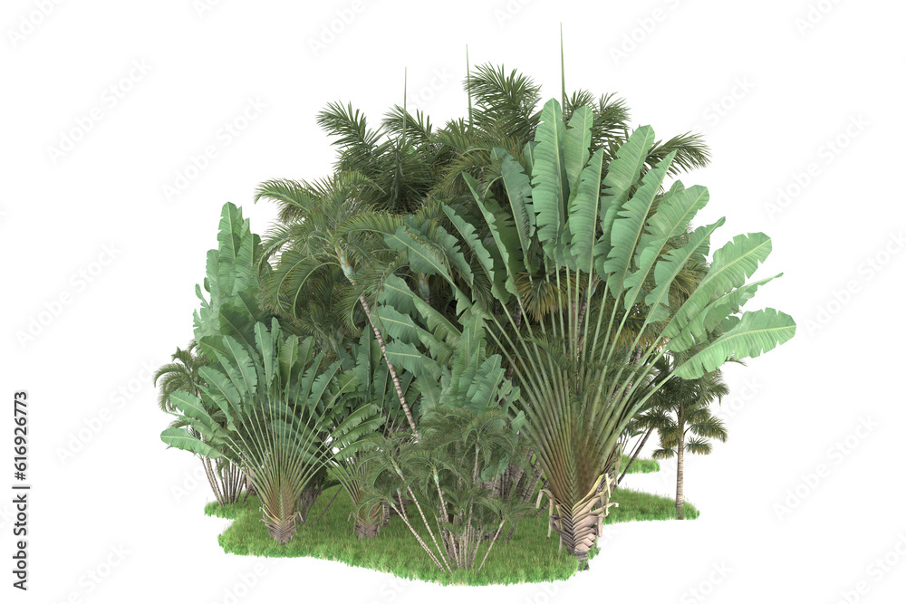 Tropical forest isolated on transparent background. 3d rendering - illustration