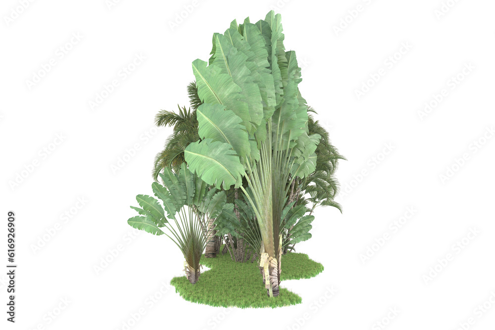 Tropical forest isolated on transparent background. 3d rendering - illustration