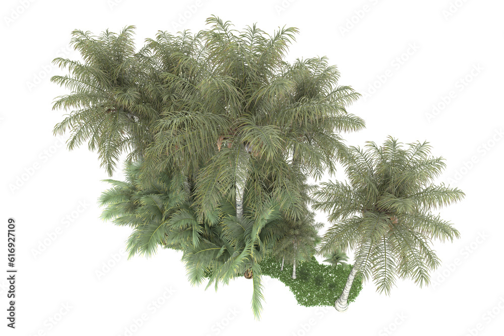 Tropical forest isolated on transparent background. 3d rendering - illustration