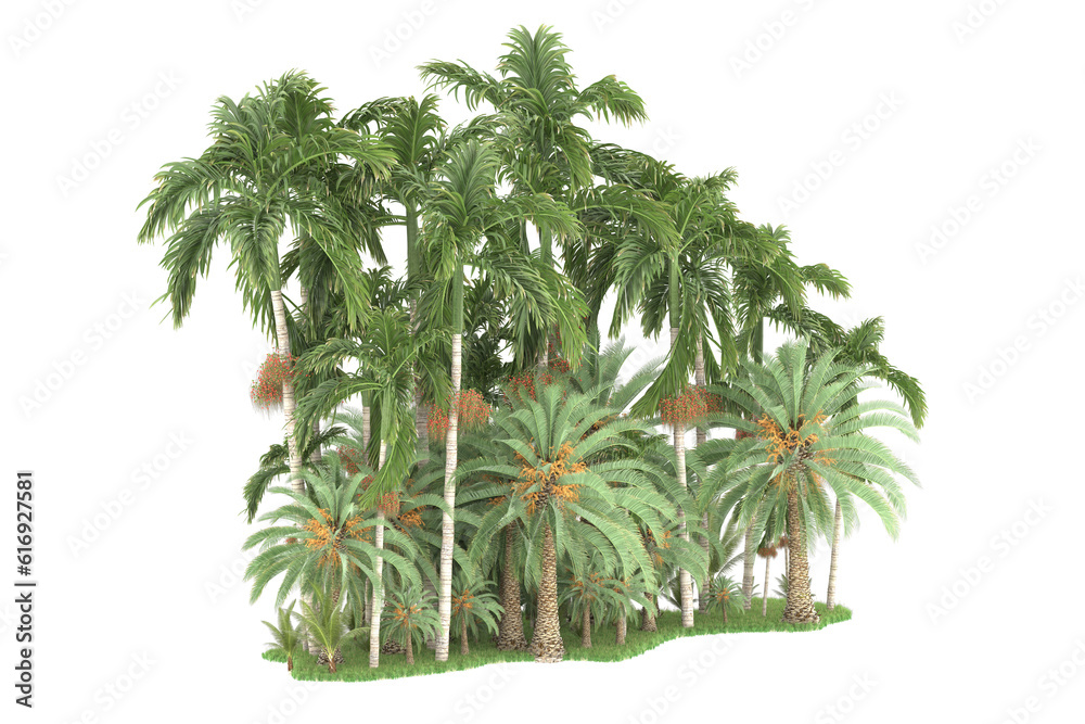 Tropical forest isolated on transparent background. 3d rendering - illustration