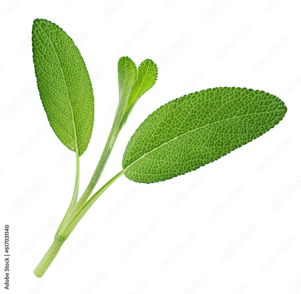 Fresh sage twig isolated on white background