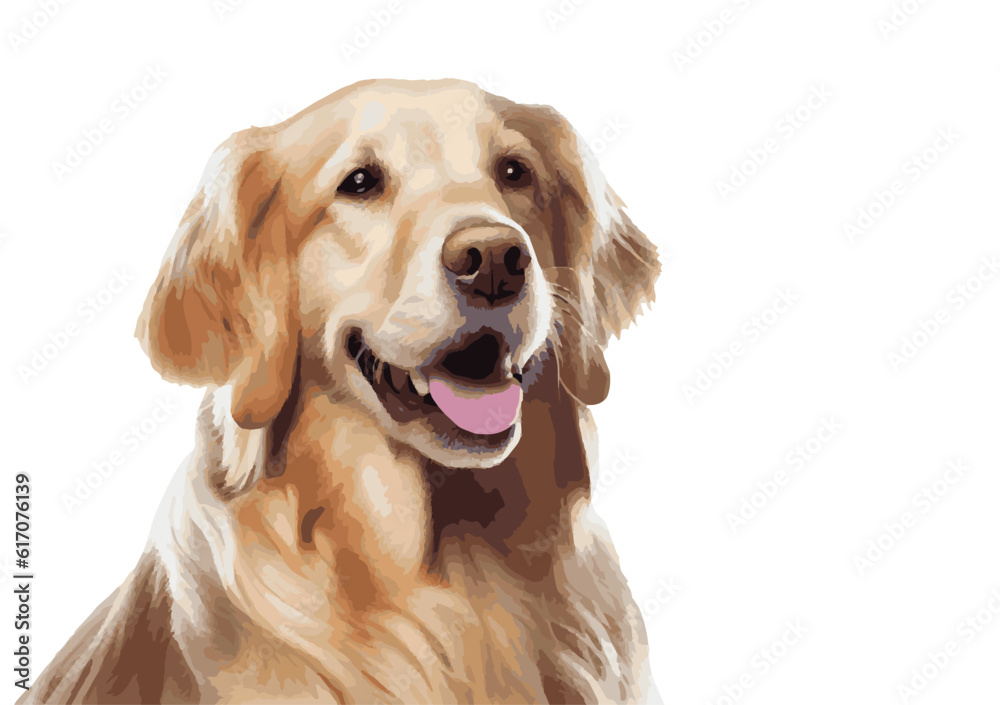 golden retriever isolated on white background