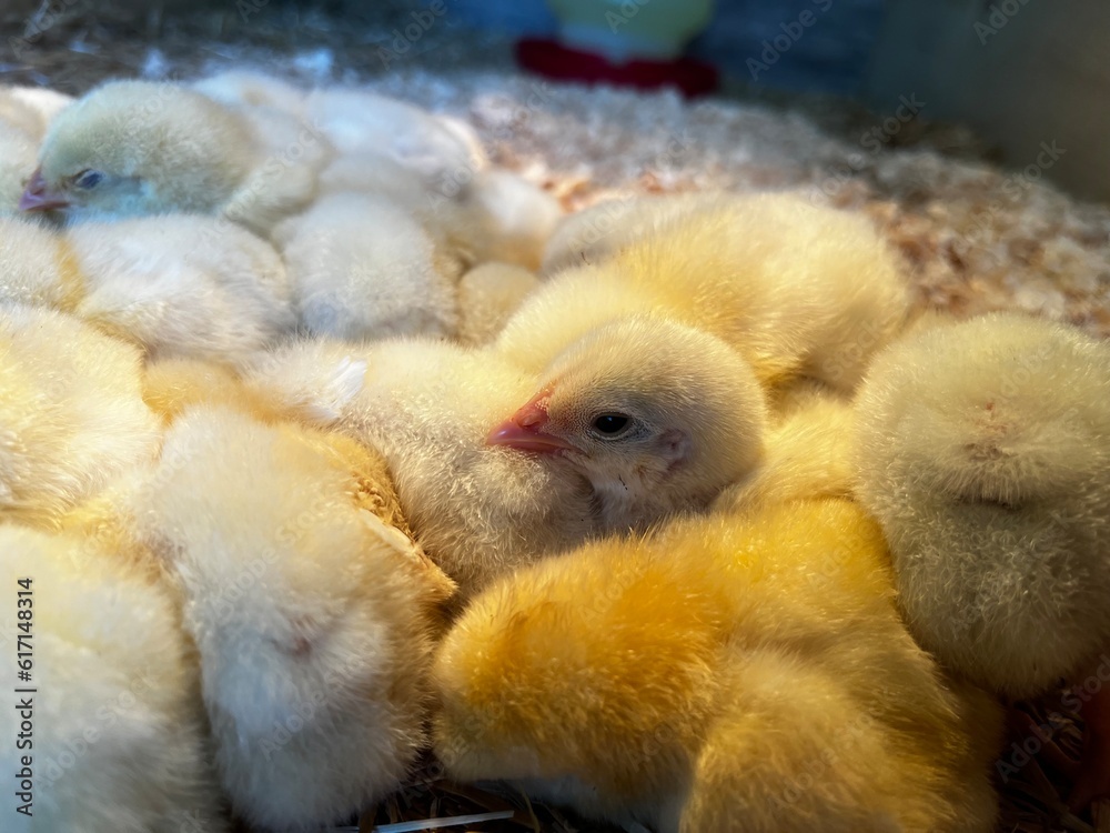 baby chickens sleeping with one chick awake 