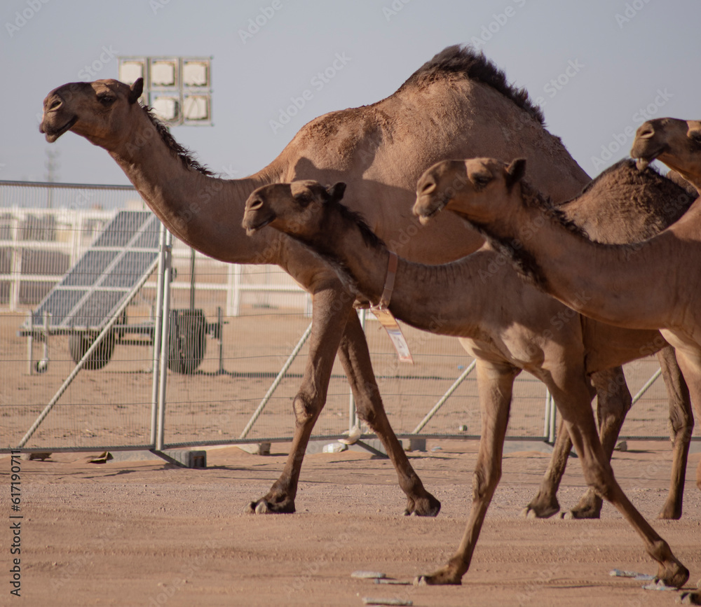 camels in the desert