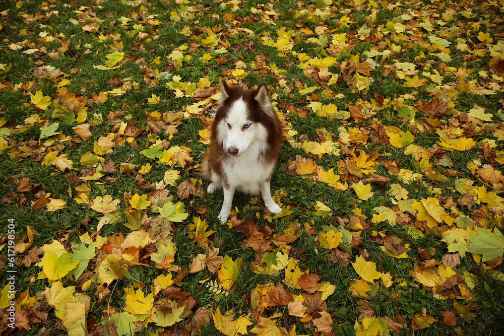 Funny Husky dog sitting in autumn park