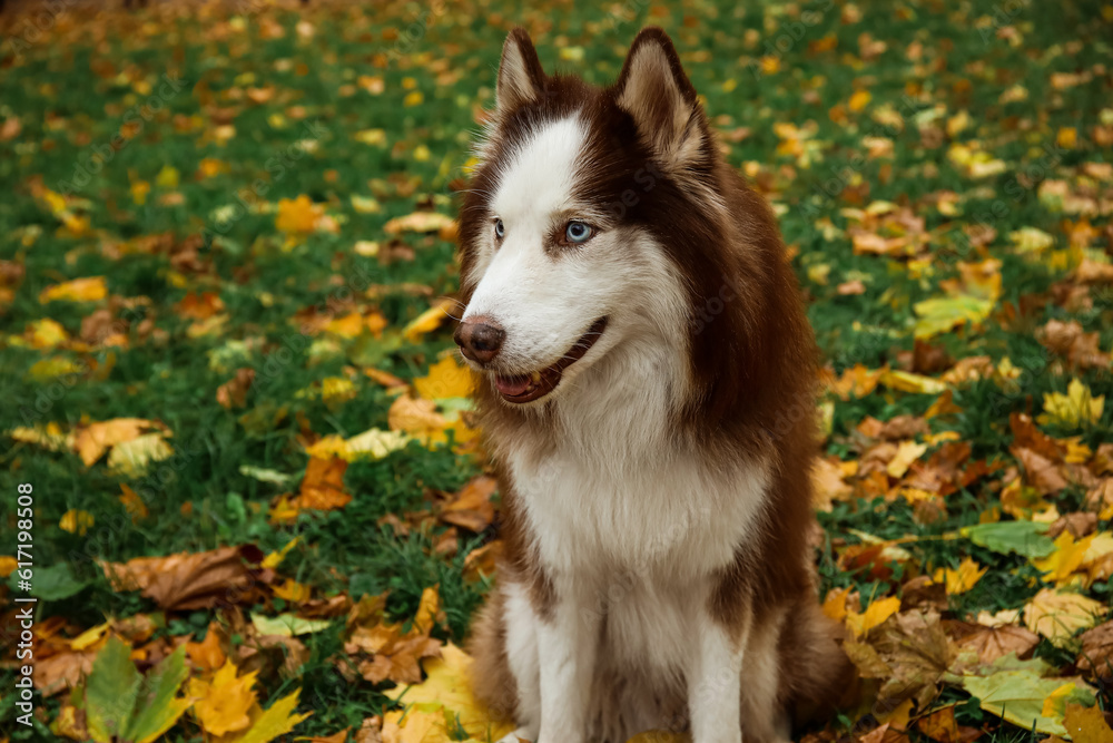 Funny Husky dog sitting in autumn park