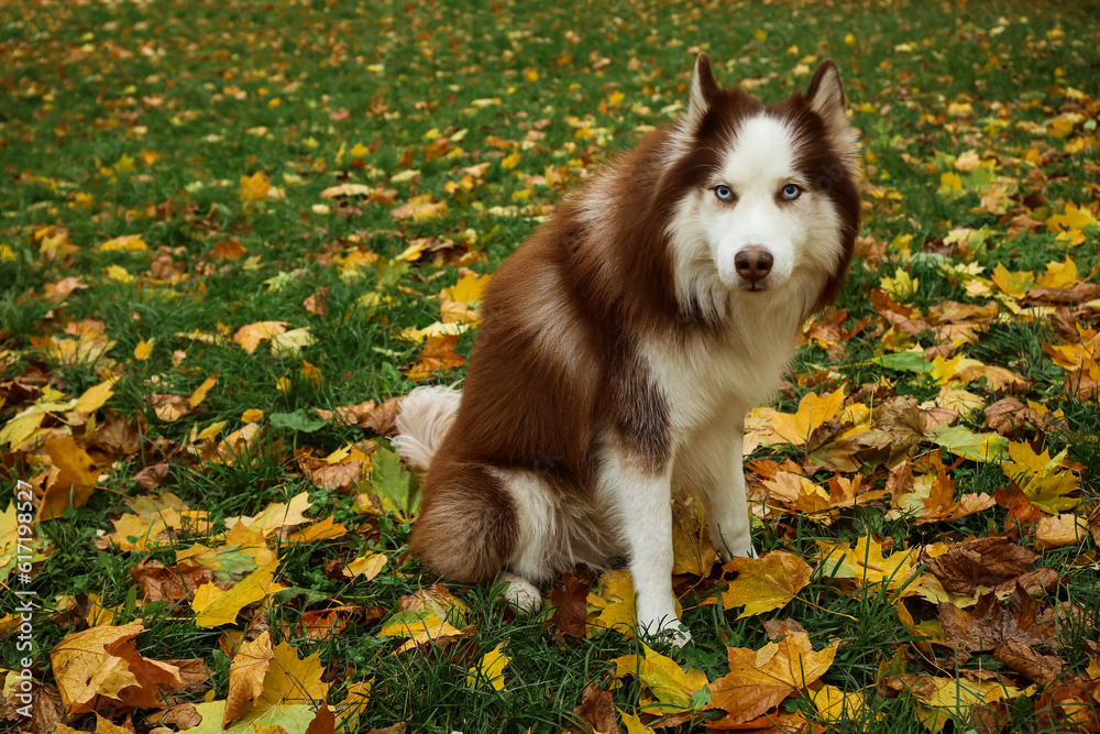 Funny Husky dog sitting in autumn park