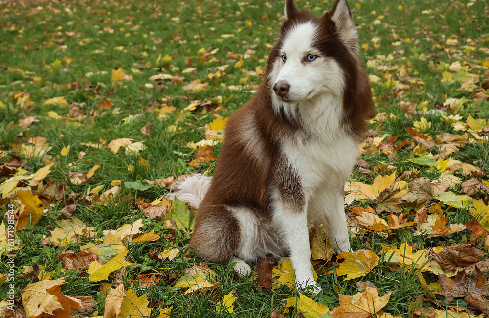 Funny Husky dog sitting in autumn park